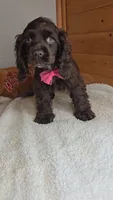 Cassie's 1st. girl, a female Cocker Spaniel for sale in Newberry, IN – 6 of 6