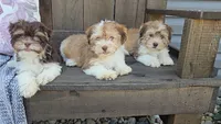 Hanz/Phone calls only, a male Havanese for sale in Newberry, IN – 4 of 5
