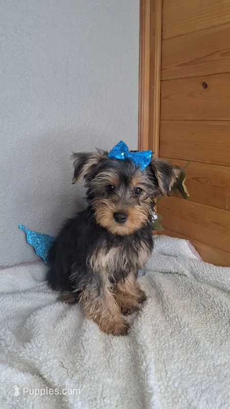 Leo – Yorkshire Terrier puppy for sale in Newberry, IN