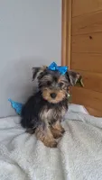 Leo, a male Yorkshire Terrier for sale in Newberry, IN – 1 of 2