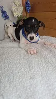 Peanut, a male Rat Terrier and Miniature Pinscher for sale in Newberry, IN – 2 of 4