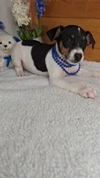 Peanut, a male Rat Terrier and Miniature Pinscher for sale in Newberry, IN – 4 of 4