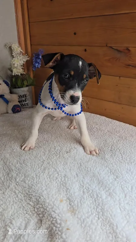 Peanut – Rat Terrier, Miniature Pinscher puppy for sale in Newberry, IN