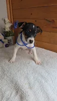 Peanut, a male Rat Terrier and Miniature Pinscher for sale in Newberry, IN – 1 of 4