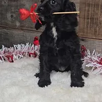 Cinder, a male Cockalier for sale in Newberry, IN – Photo 1 of 5
