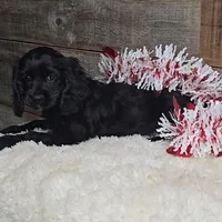 Cinder, a male Cockalier for sale in Newberry, IN – Photo 2 of 5
