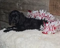 Cinder, a male Cockalier for sale in Bloomington, IN – Photo 2 of 5