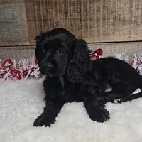Cinder, a male Cockalier for sale in Newberry, IN – Photo 5 of 5