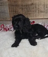 Cinder, a male Cockalier for sale in Bloomington, IN – Photo 5 of 5