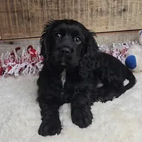 Cinder, a male Cockalier for sale in Newberry, IN – Photo 4 of 5