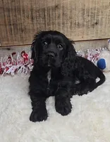 Cinder, a male Cockalier for sale in Bloomington, IN – Photo 4 of 5