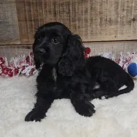 Cinder, a male Cockalier for sale in Newberry, IN – Photo 3 of 5