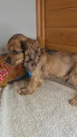 Cassie's 3rd boy, a male Cocker Spaniel for sale in Newberry, IN – 5 of 6