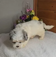 Rose, a female Peekapoo for sale in Newberry, IN – Photo 8 of 9