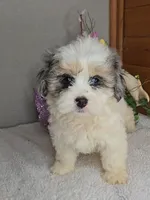 Rose, a female Peekapoo for sale in Newberry, IN – Photo 1 of 9