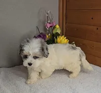 Rose, a female Peekapoo for sale in Newberry, IN – Photo 3 of 9