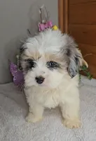 Rose, a female Peekapoo for sale in Newberry, IN – Photo 9 of 9