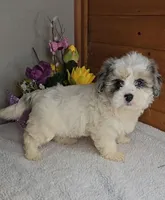 Rose, a female Peekapoo for sale in Newberry, IN – Photo 7 of 9
