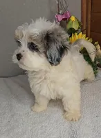 Rose, a female Peekapoo for sale in Newberry, IN – Photo 6 of 9