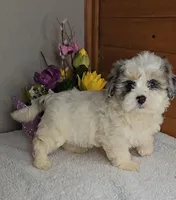 Rose, a female Peekapoo for sale in Newberry, IN – Photo 2 of 9