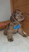 Cassie's 2nd boy, a male Cocker Spaniel for sale in Newberry, IN – 2 of 7
