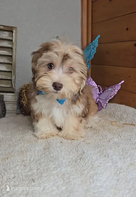 Howie/Phone calls only – Havanese puppy for sale in Newberry, IN