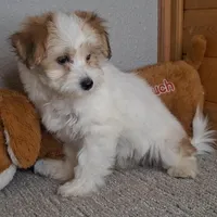 Linzy, a female Coton de Tulear and Poodle - Miniature  for sale in Newberry, IN – Photo 3 of 5