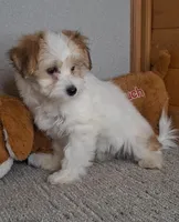 Linzy, a female Coton de Tulear for sale in Bloomington, IN – Photo 3 of 5