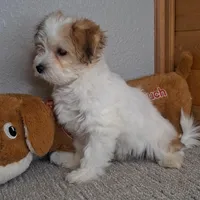 Linzy, a female Coton de Tulear and Poodle - Miniature  for sale in Newberry, IN – Photo 2 of 5