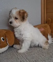 Linzy, a female Coton de Tulear for sale in Bloomington, IN – Photo 2 of 5
