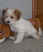 Linzy, a female Coton de Tulear for sale in Bloomington, IN – Photo 5 of 5