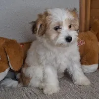 Linzy, a female Coton de Tulear and Poodle - Miniature  for sale in Newberry, IN – Photo 4 of 5