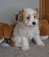 Linzy, a female Coton de Tulear for sale in Bloomington, IN – Photo 4 of 5