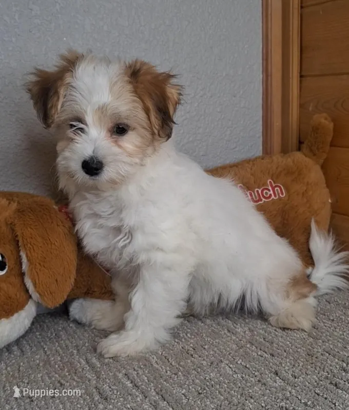Linzy, a female Coton de Tulear for sale in Bloomington, IN – Photo 1 of 5