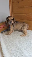 Cassie's 3rd boy, a male Cocker Spaniel for sale in Newberry, IN – 4 of 6