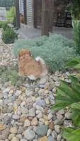 Howie, a male Havanese for sale in Newberry, IN – 3 of 3