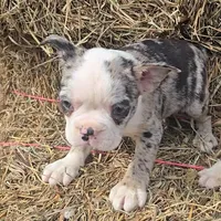 Blue girl, a female Boston Terrier for sale in Bloomington, IN – Photo 3 of 7