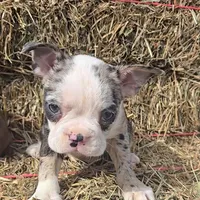 Blue girl, a female Boston Terrier for sale in Bloomington, IN – Photo 1 of 7