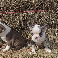 Blue girl, a female Boston Terrier for sale in Bloomington, IN – Photo 5 of 7