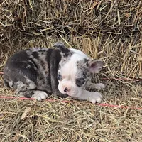 Blue girl, a female Boston Terrier for sale in Bloomington, IN – Photo 6 of 7
