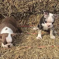 Blue girl, a female Boston Terrier for sale in Bloomington, IN – Photo 4 of 7