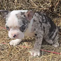 Blue girl, a female Boston Terrier for sale in Bloomington, IN – Photo 2 of 7