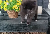 Black Pom # 3, a male Pomeranian for sale in Newberry, IN – 1 of 3