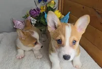 Katie's Boy, a male Pembroke Welsh Corgi for sale in Newberry, IN – 2 of 4