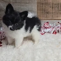 Cindy, a female Pomeranian for sale in Newberry, IN – Photo 3 of 6