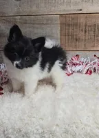 Cindy, a female Pomeranian for sale in Bloomington, IN – Photo 3 of 6