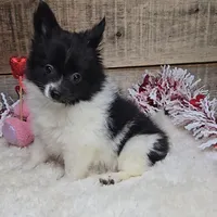 Cindy, a female Pomeranian for sale in Newberry, IN – Photo 5 of 6