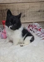 Cindy, a female Pomeranian for sale in Bloomington, IN – Photo 5 of 6