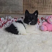 Cindy, a female Pomeranian for sale in Newberry, IN – Photo 1 of 6