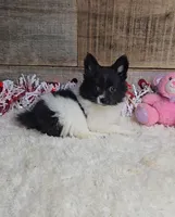 Cindy, a female Pomeranian for sale in Bloomington, IN – Photo 1 of 6